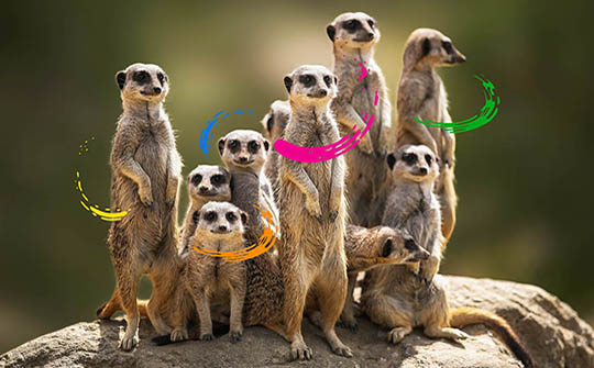 AnimalFanPedia de Mobius.LAB Kids debuta en EEUU por UniMás | The Daily ...