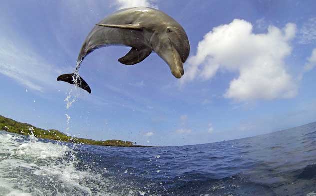 Dolphins – Spy In The Pod