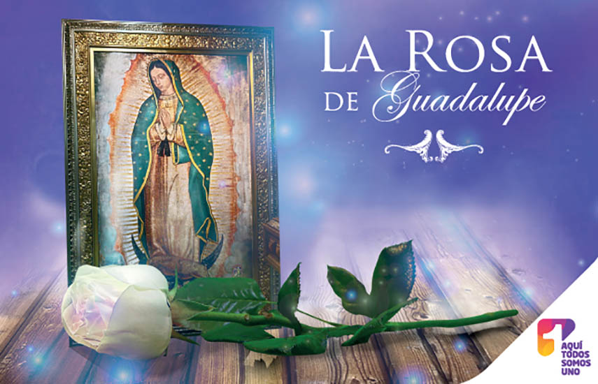 La Rosa de Guadalupe